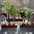 Custom yellow pine plant holder with rooted cuttings 1 thumbnail