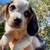 rehoming beagle puppies 1 thumbnail