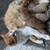 Turkish angora Persian mix kittens male 5 thumbnail