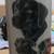 Black Labs Umbrella/Cane Stand Handcrafted 1 thumbnail