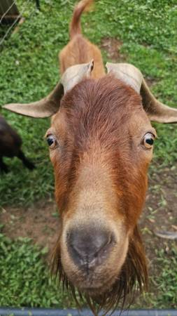 Goats (Traphill)63953271081986120
