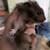 Male Syrian long haired hamster 3 thumbnail