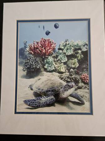 Michael Sweet Photography Hawaii - Sea Turtle - Signed & Matted 11x14 1