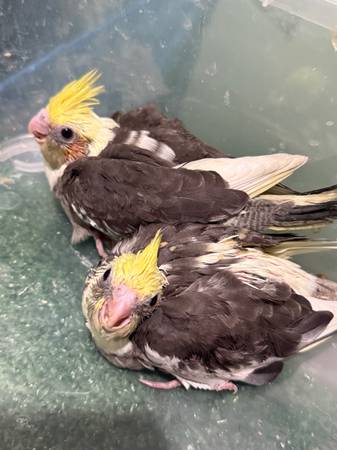 cacatúas (Quincy)63857555443971120