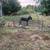 Male intact mini Donkey 1 thumbnail