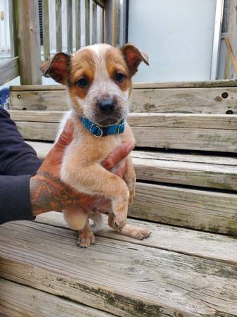 para adopción (West Lafayette)63680163276929120