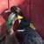 Male Ducks Drakes 1 thumbnail