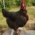 Laying hen 2 thumbnail