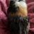 Guinea Pig to Rehome! 2 thumbnail