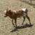 SUNDOG Mini-Heifer CALF 2 thumbnail