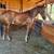 Unfinished project horse, 12 year old, grade gelding 10 thumbnail