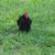 Geese, guineas, pullets, turkeys, and white homing pigeons 12 thumbnail