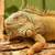 Dog, Cat, Bird, Iguana, Kennel 12 thumbnail