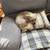 Female Small Mixed Breed Dog 2 thumbnail