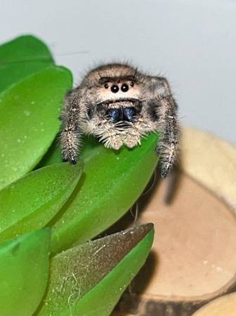 Female Regal Jumping Spider #8 "Sorsha" (Phoenix)63905906409474120