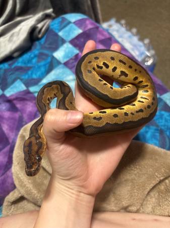 Beautiful Blade Clown BP (Female) (Zionville)63953271269122120