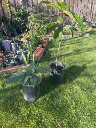 Organic Loquat tree 1