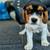 Akc beagles puppies 2 thumbnail