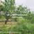 Forestry mulching/ Land Clearing (956)715-7991 3 thumbnail