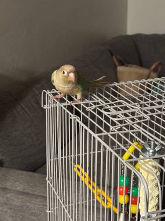 Cinnamon green cheek (Alpine)63955993694338121