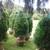BALLED AND BURLAP EVERGREENS- ARBORVITAES- SHADE TREES AND MORE (SALE) 11 thumbnail