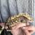 Crested geckos 1 thumbnail