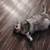 Female cat for rehoming 3 thumbnail