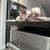 Hairless kittens 12 thumbnail