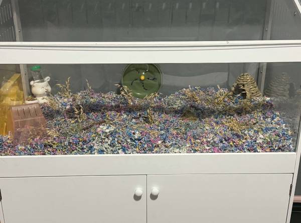Hamster with complete setup 1