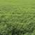 High quality Jiggs Bermuda hay 1 thumbnail