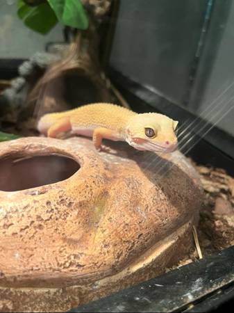 Rehomed gecko leopardo hembra (Portland)63842373716865122