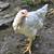 White Ranger Pullets 2 thumbnail