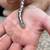 Female Sand Boa 2 thumbnail