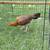 For sale, Hennie 3/4 kelso 1/4 Asil 3 months 22 days  gallineta 1 thumbnail