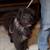 Aussiedoodle to good home 6 thumbnail