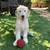 Old English Sheepdog Puppie 6 thumbnail