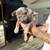 French Bulldog Puppies for sale 3 thumbnail