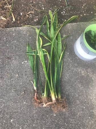Well Rooted Snake Plants 1
