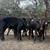 Black Heifer Calves | Heifers 3 thumbnail