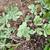 Succulents 3 thumbnail