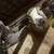 Beautiful Sweet Ewes for sale!! 6 thumbnail
