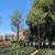 Olive Tree 13 thumbnail