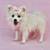 Teacup Pomeranian Puppies 7 thumbnail