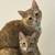 2 cats-male and female. Female cat spayed 4 thumbnail