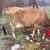 A2/A2 Jersey Milk Cow with Calf 3 thumbnail