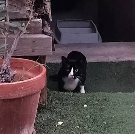 Found Black & White Tuxedo Cat (Breeze Hill Road, Vista)64038443312643121