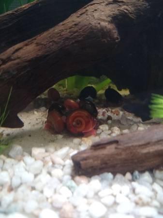 Ramshorn snails rehoming (Marysville)63853557527169123