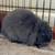 Lionhead and mini lop bunny rabbit couple 3 thumbnail