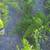 Asparagus Fern plants 2 thumbnail