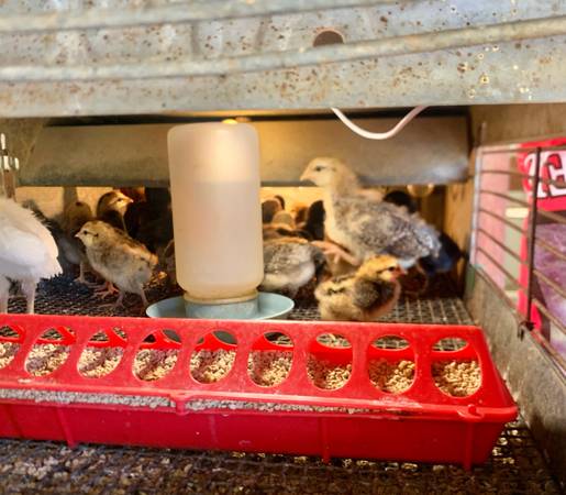 Easter egger chicks 1